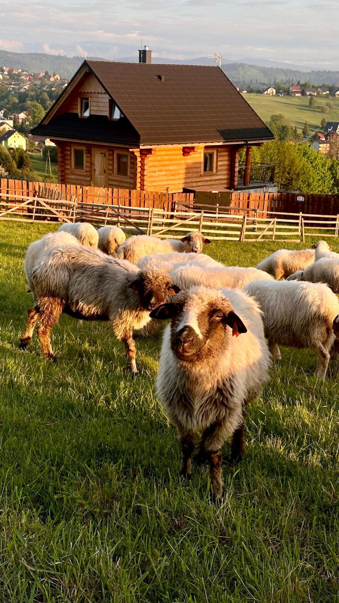 Zloty Gron Log Houses & Apartments Istebna Luaran gambar